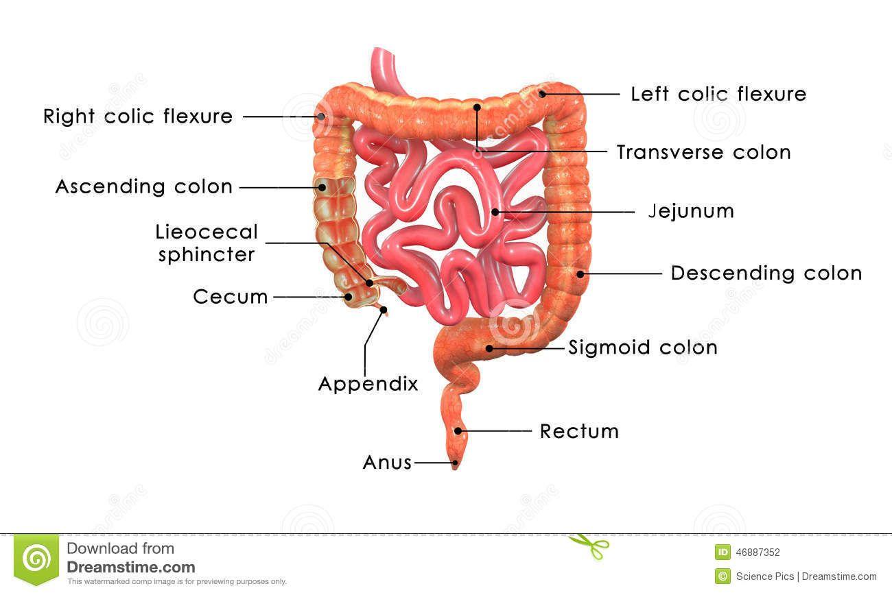 best of Intestine stomach Anus rectum