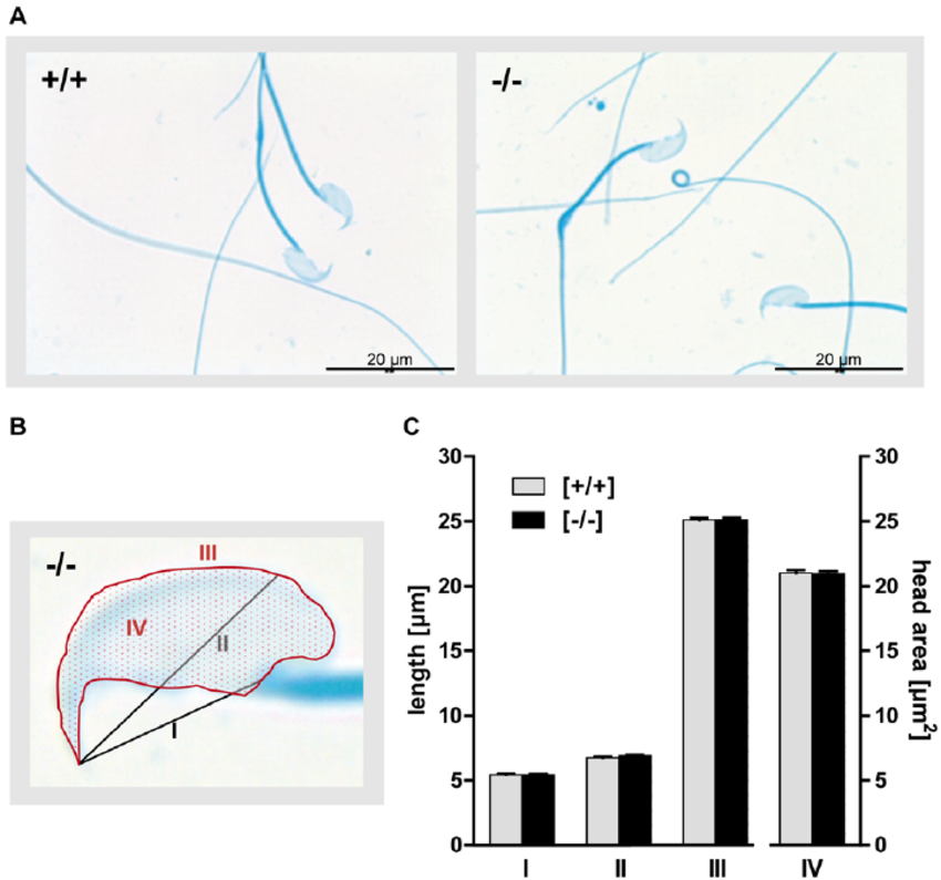 Short-Fuse reccomend Rodent sperm morphology