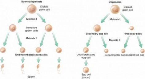 Sperm and egg go through meiosis