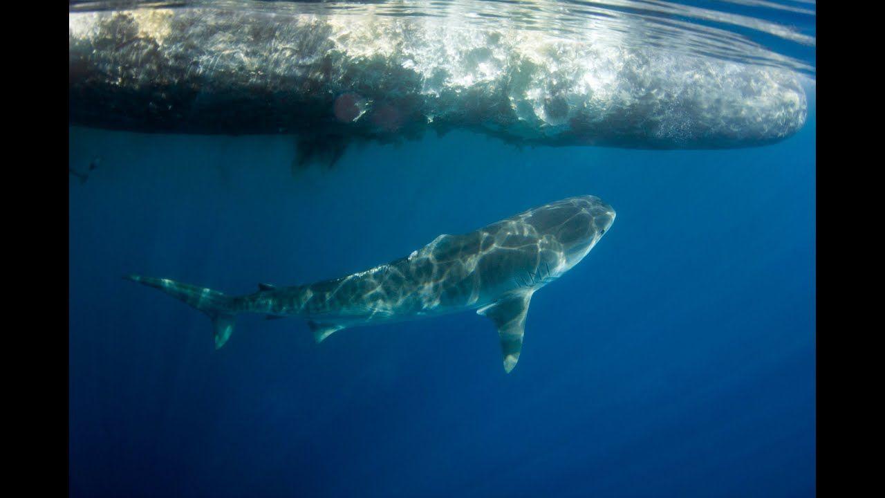 Blue shark and sperm whale