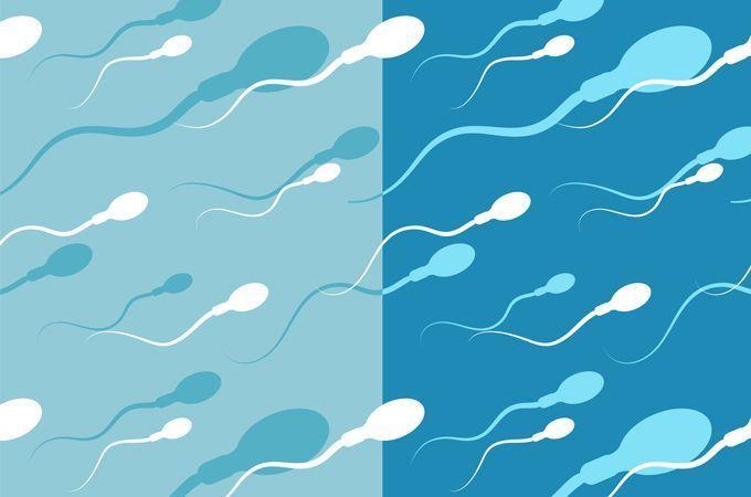 Hot B. reccomend How long do sperm remain fertile Pics Gallery 2018