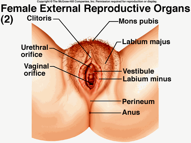 best of The of human vagina External view