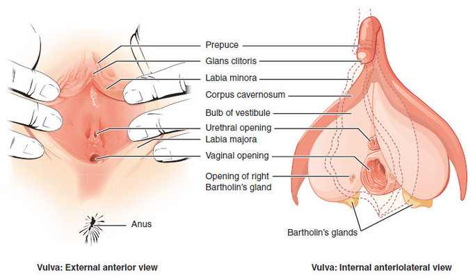 External view of the human vagina