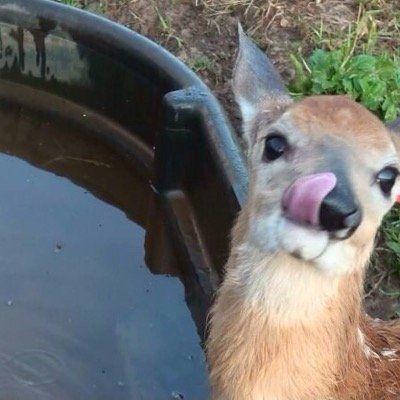 Senior reccomend Deer lick in