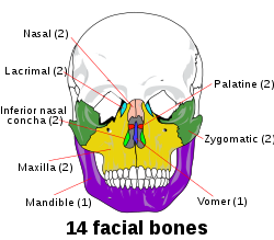 And maxilla facial