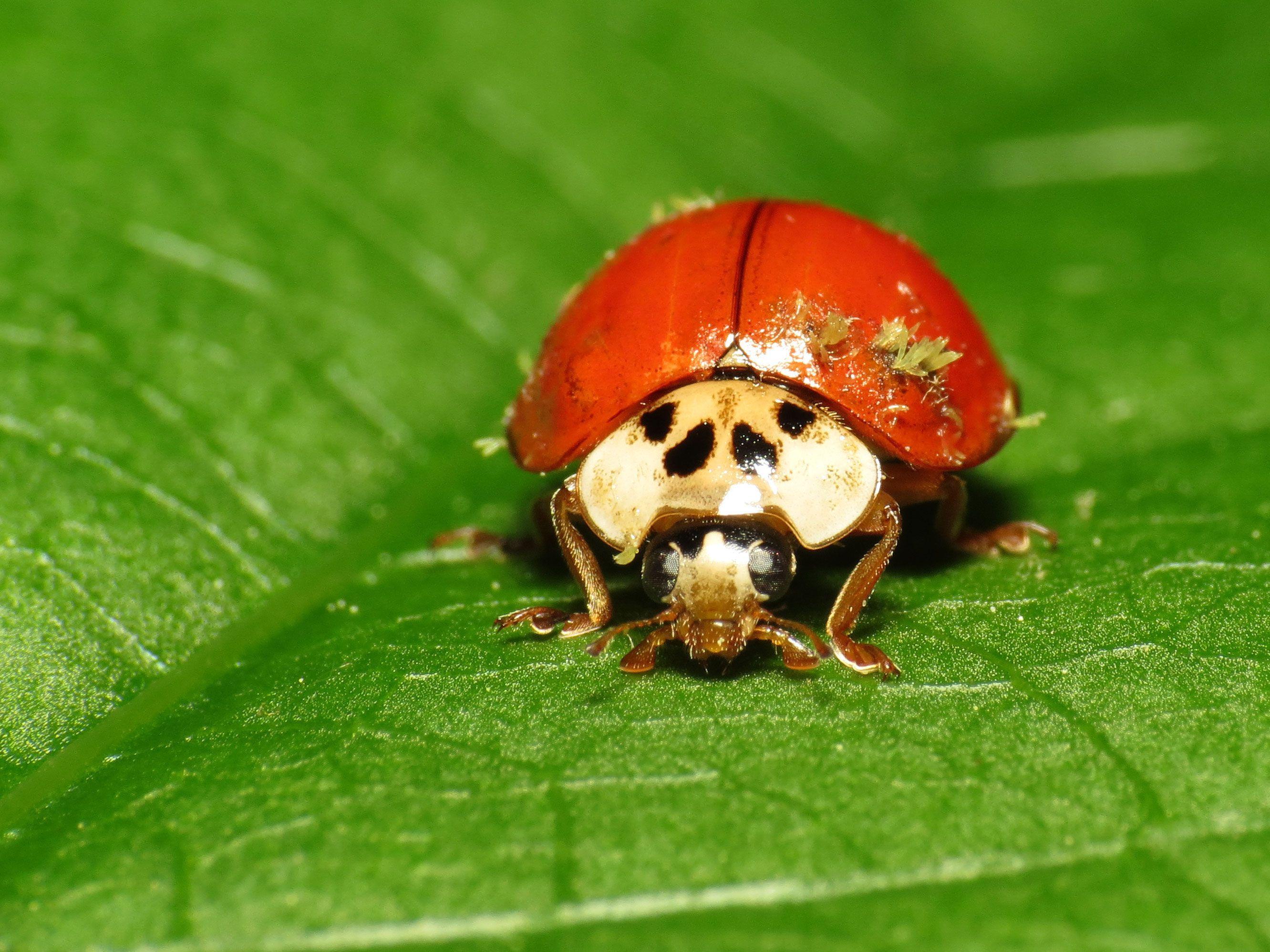 Asian lady beetle with fungus