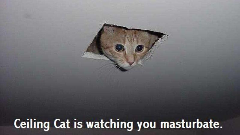 Yardwork reccomend Cat ceiling masturbate