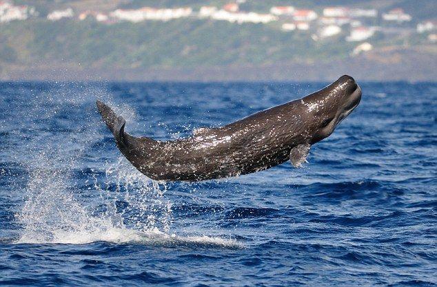 Why are they called sperm whales
