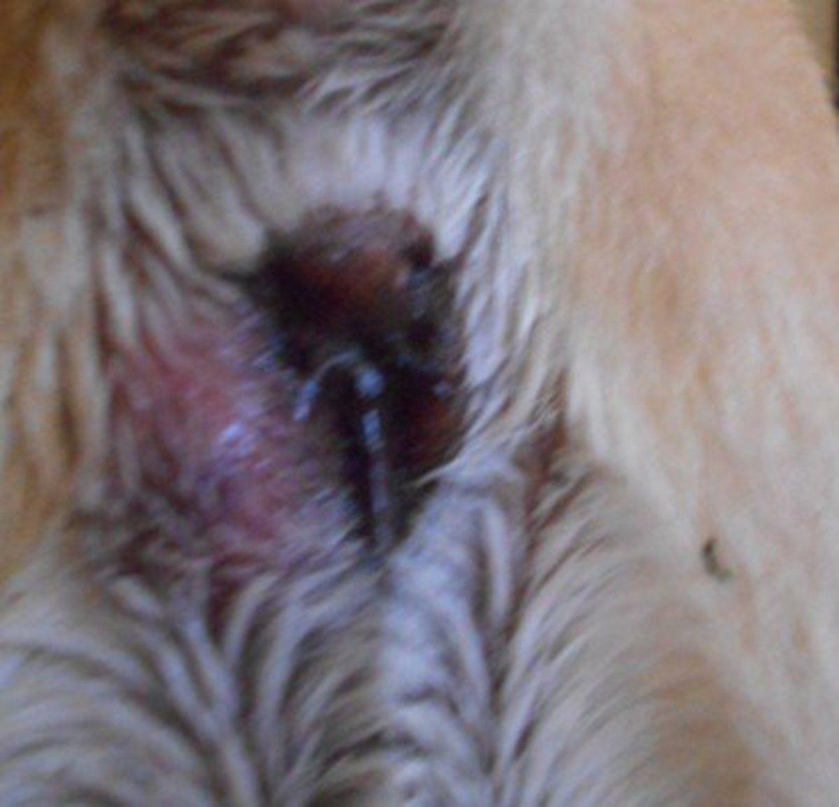 Opaline reccomend Canine infected anus