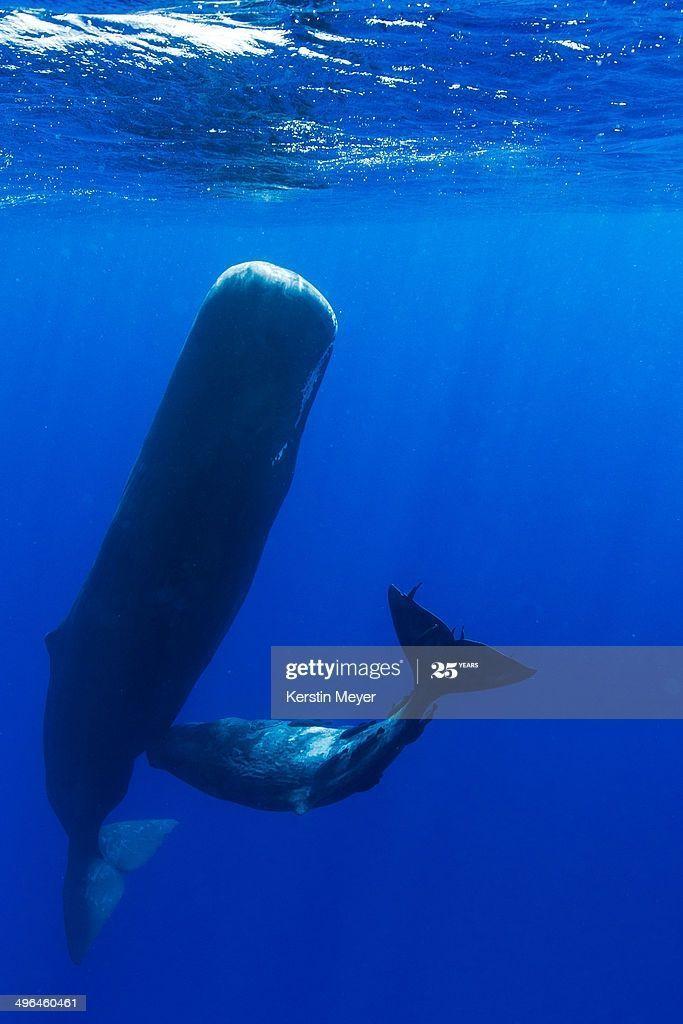 Sperm whale feeding