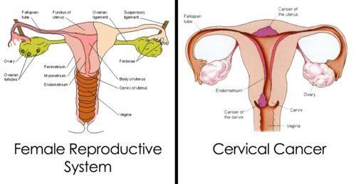 Can you penetrate a females cervix