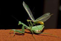 best of Position in sex Praying mantis