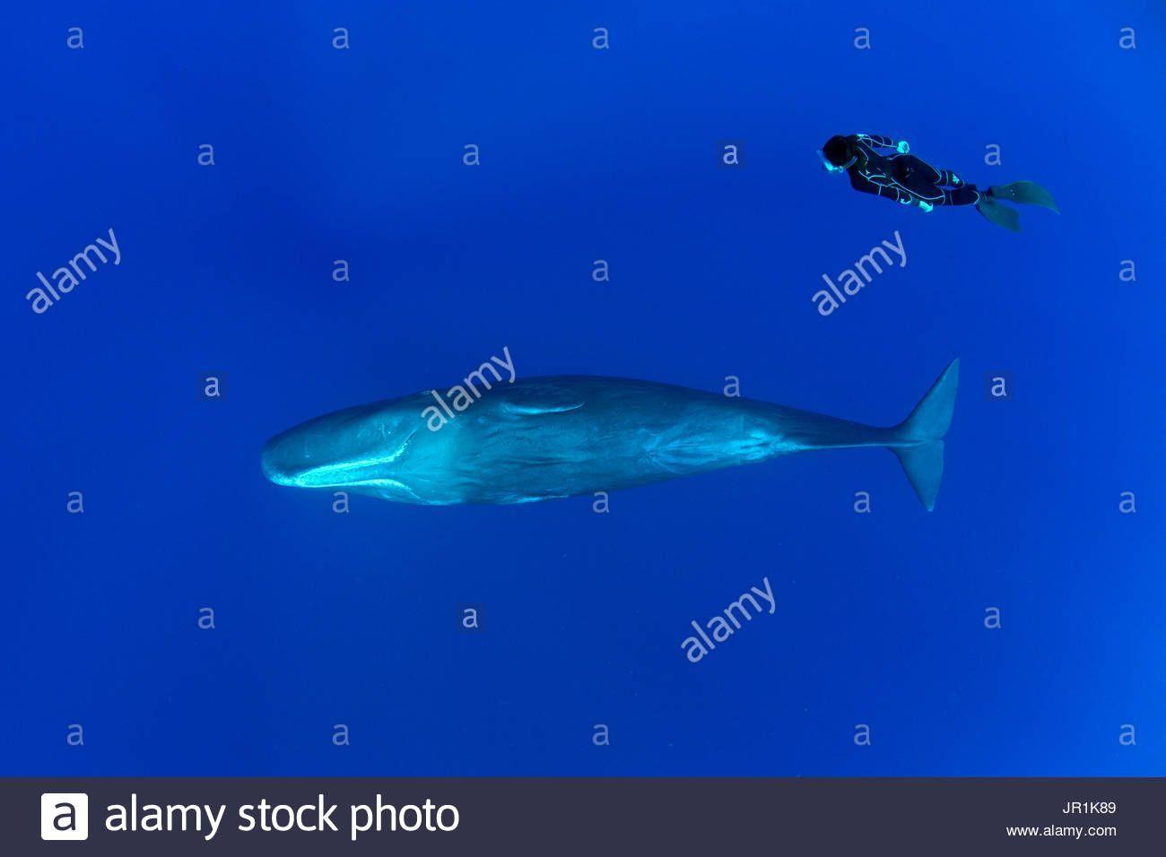 Free picture of sperm whale