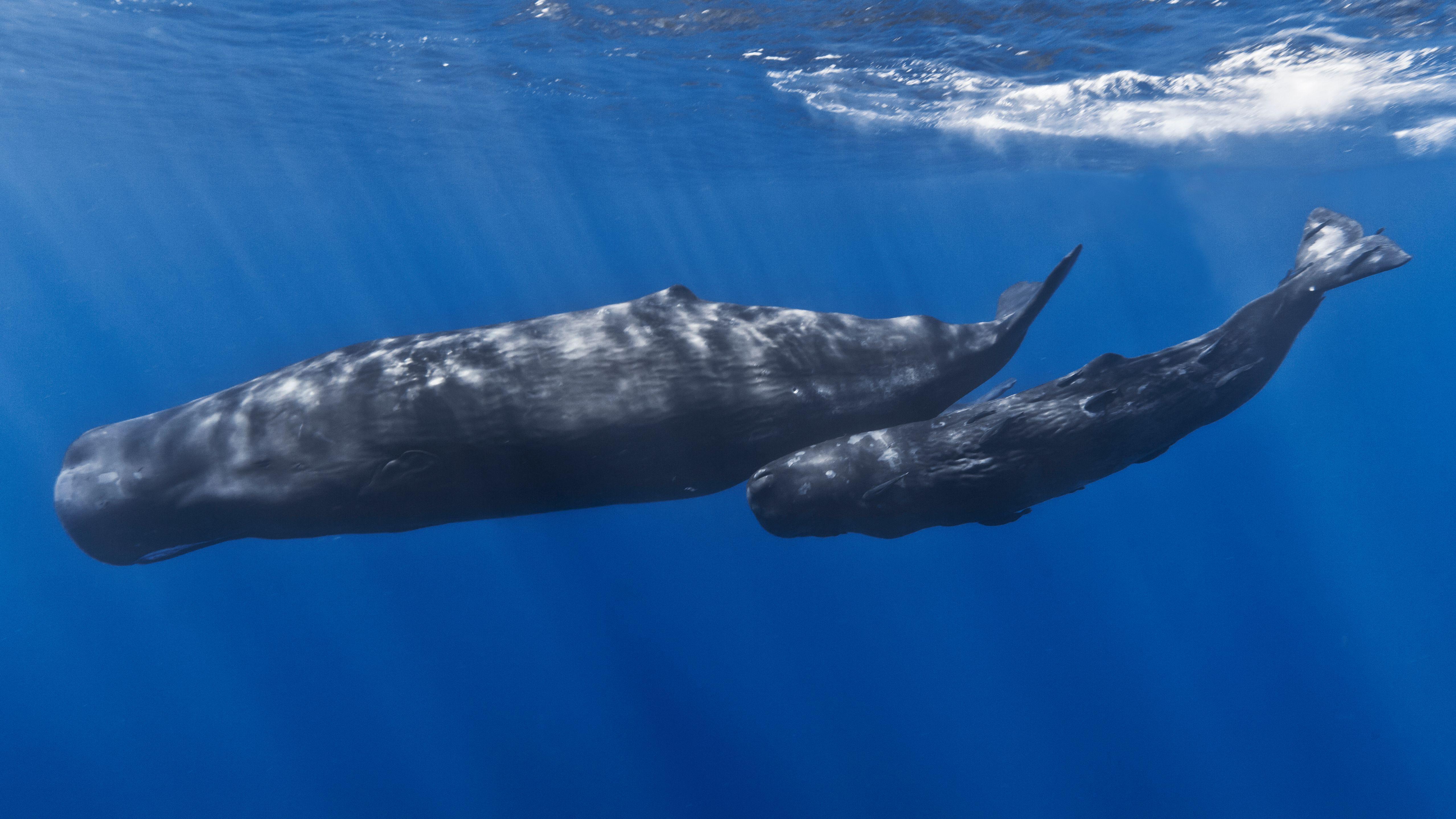 Coma reccomend Free picture of sperm whale