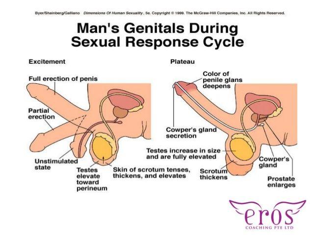 Female orgasm internal response