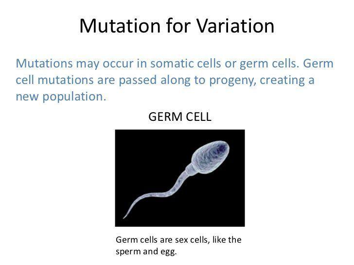 Cell in mutation sperm