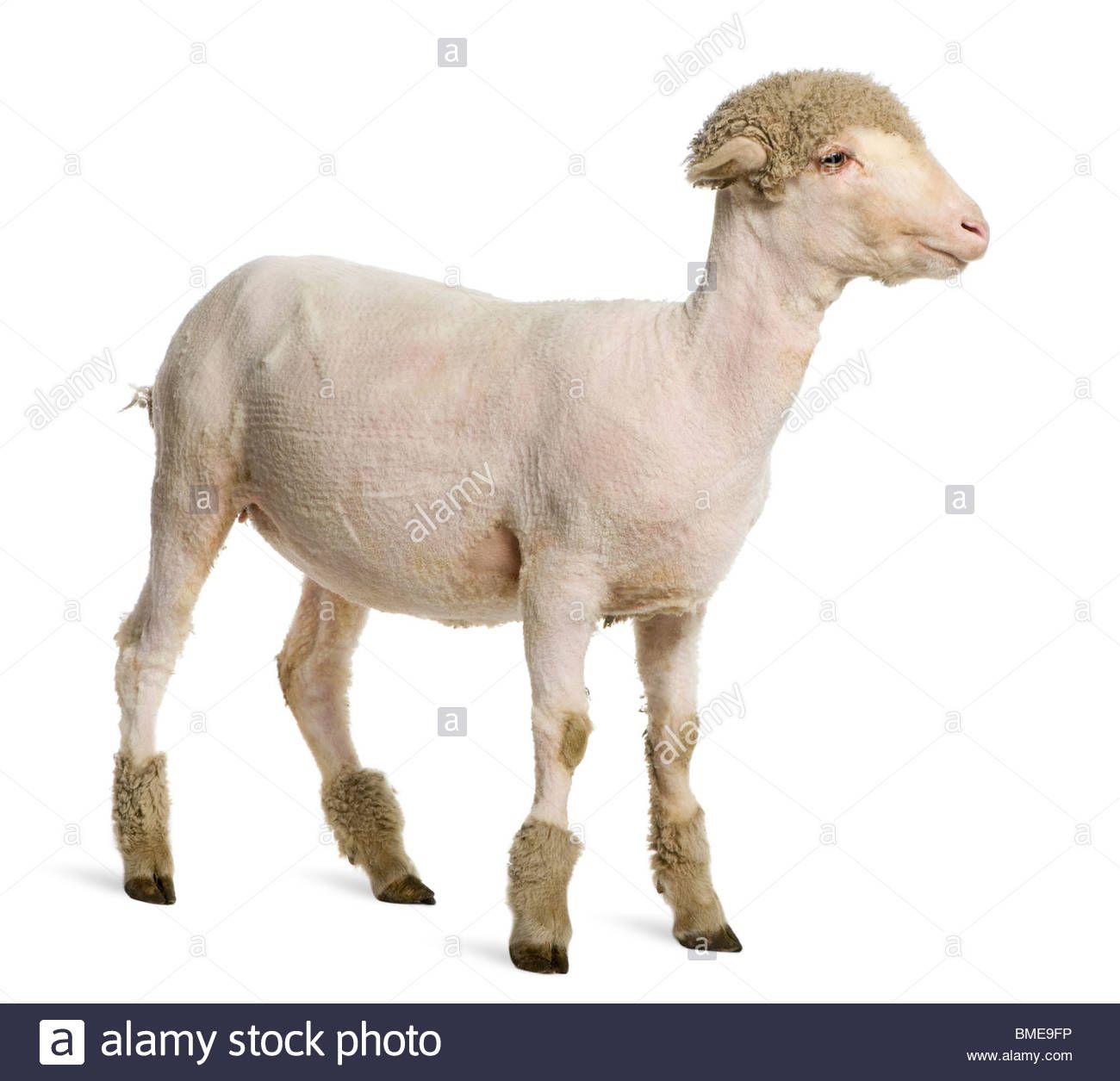 8-track reccomend Shaved goat html