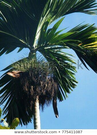 best of Trees Asian nut palm