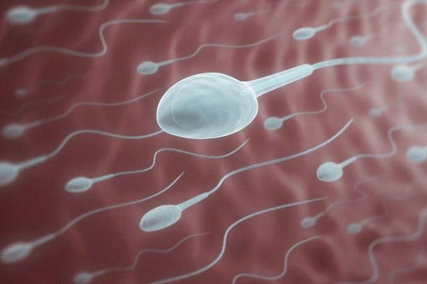 Sperm count modal