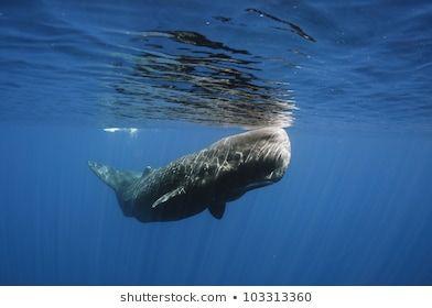 Gridiron reccomend Free picture of sperm whale