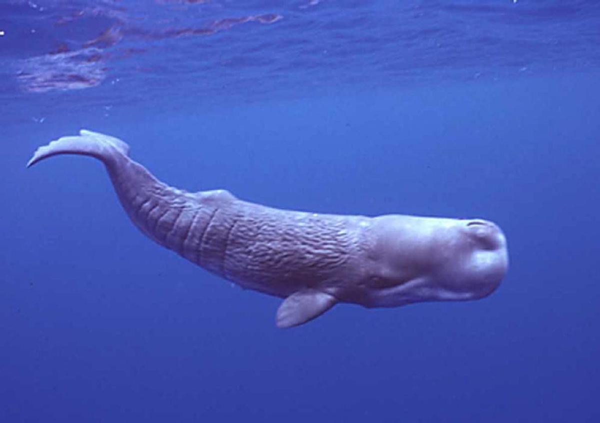 Blue and sperm whale