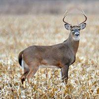 best of White-tailed Adult size deer of