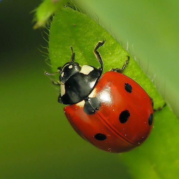 Asian lady beetle with fungus