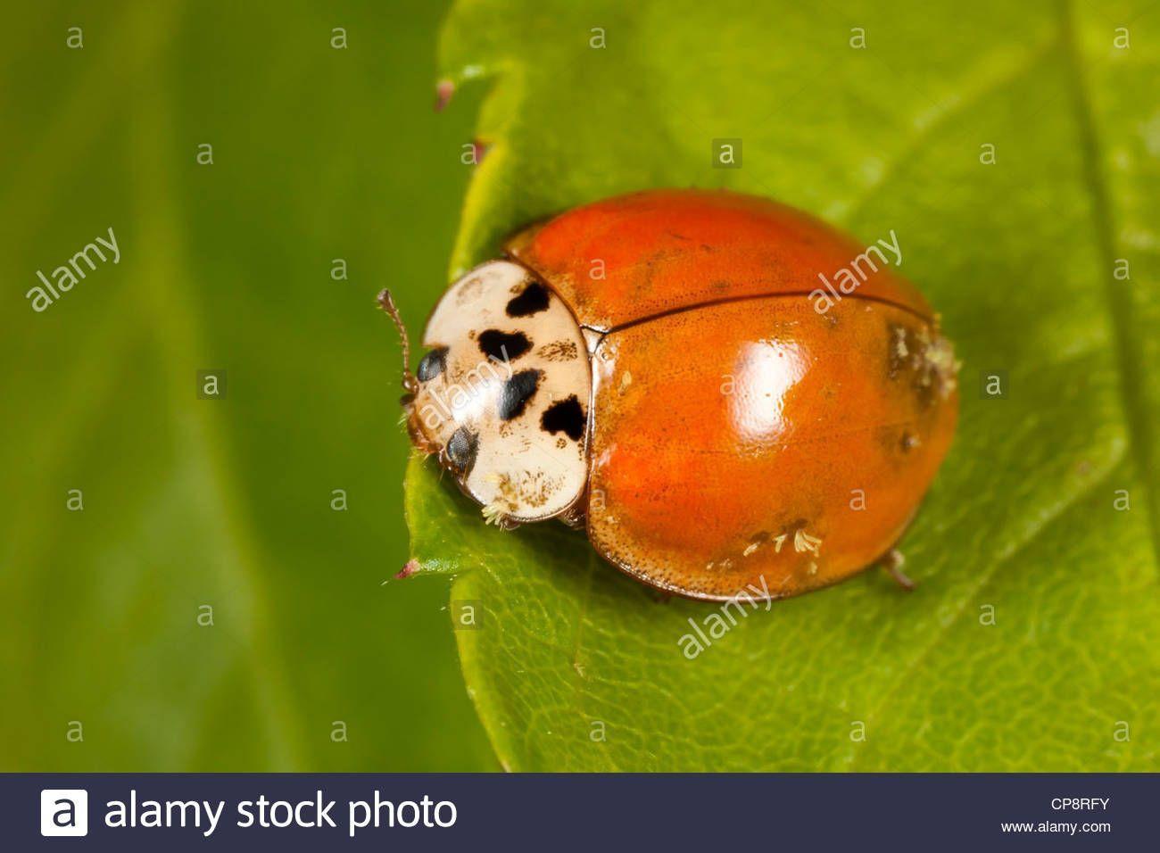 best of With Asian fungus beetle lady
