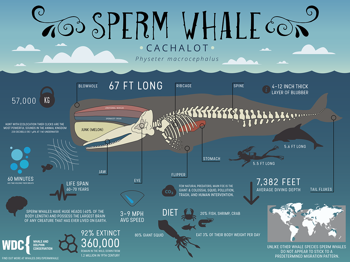 best of Whales sperm Facts about