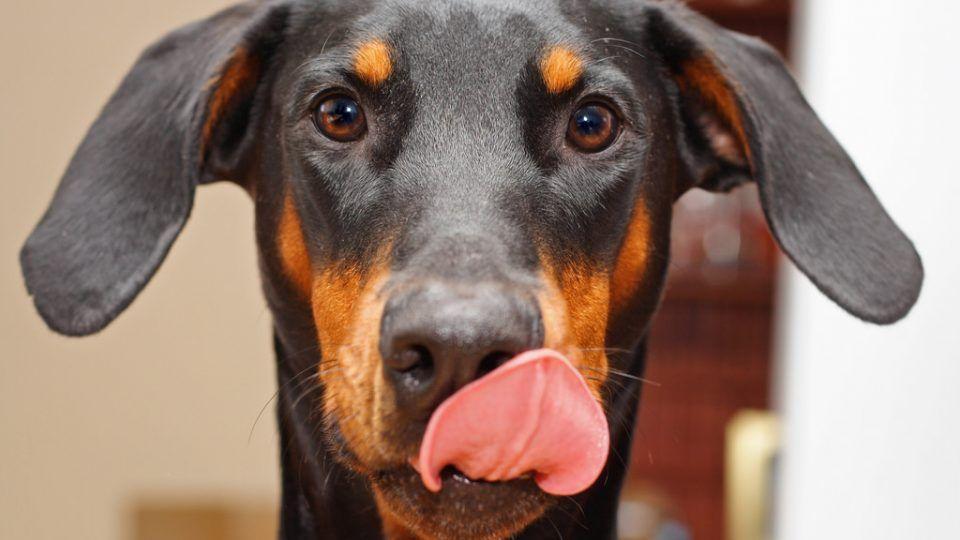 best of Do labs lick Why