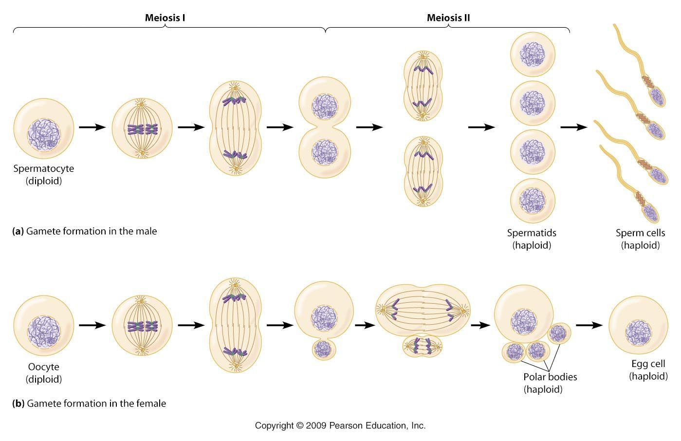 best of And meiosis go through Sperm egg