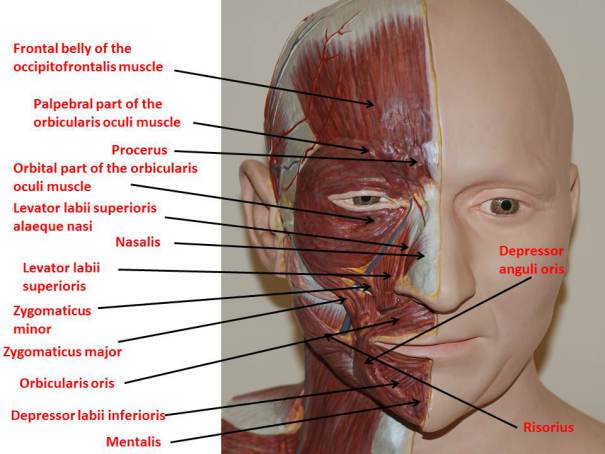 best of Muscles Cadaver facial