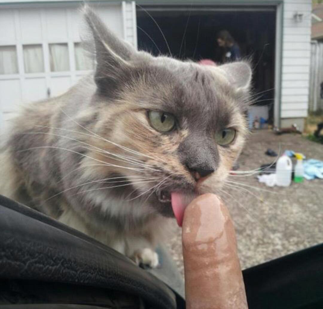 Cat sucks dick