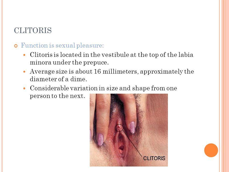 Clitoris size and sexual promiscuity