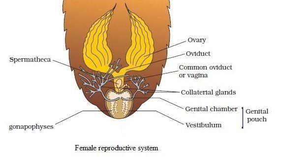 Cockroach in vagina