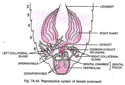 Cockroach in vagina