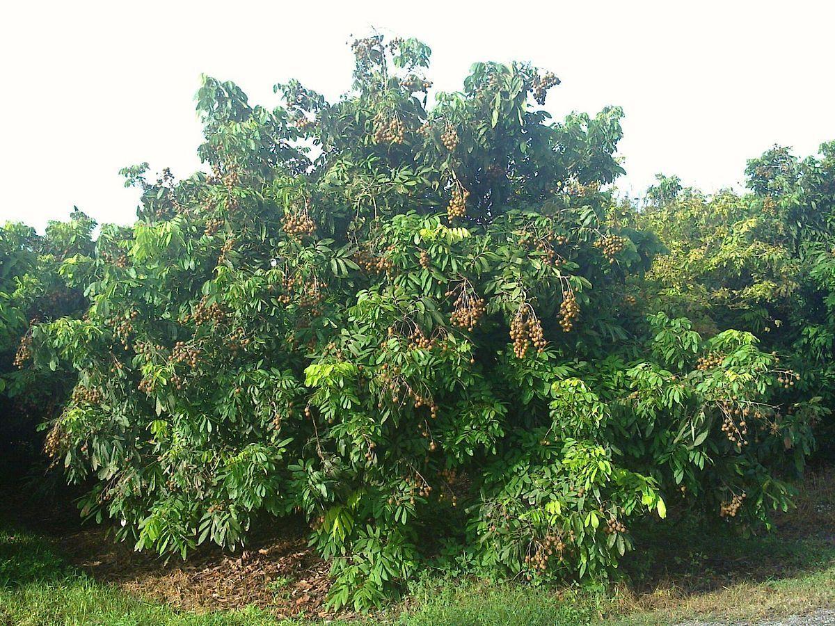 Mature loganberry tree sale florida