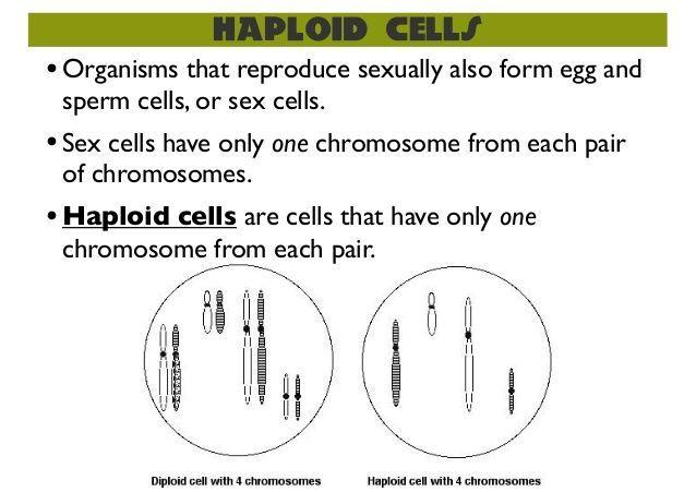 best of Sperm in How cells many chromosomes
