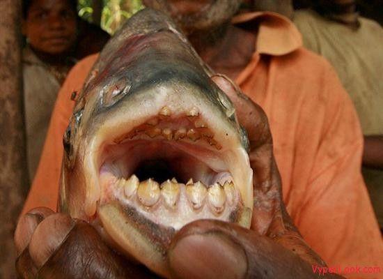 Fish penis river monsters
