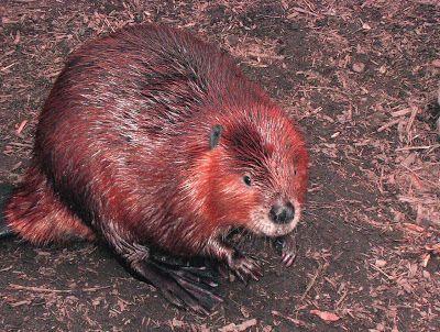 best of Pics Redhead beaver