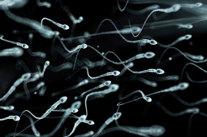 Sperm and imune system