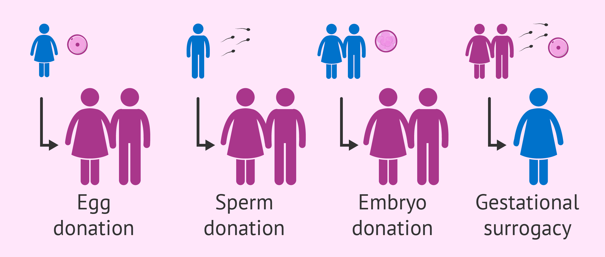 Egg and sperm donations