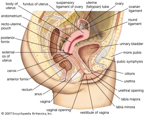 External view of the human vagina
