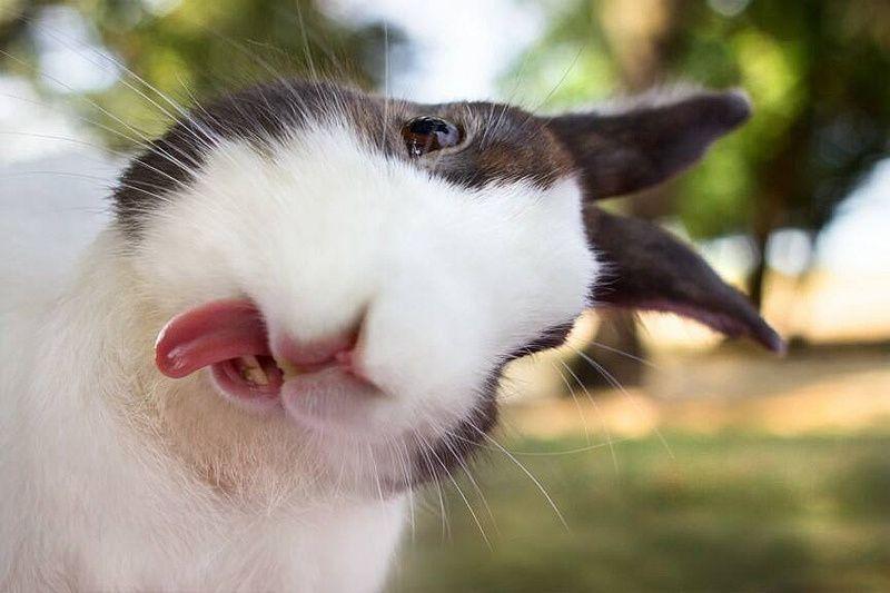 best of Me Rabbit lick