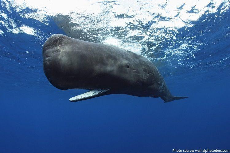 Facts about sperm whales
