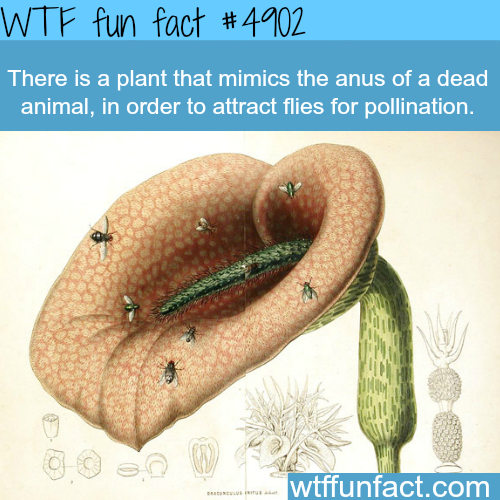 Facts about the anus