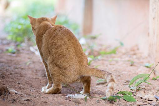 Female cat in heat peeing
