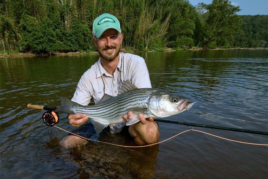 Fly fish striped bass