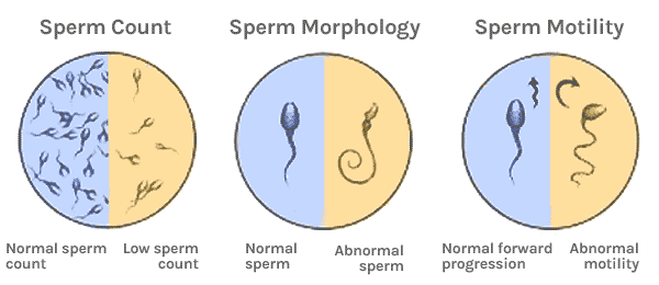 best of Sperm in semen How many