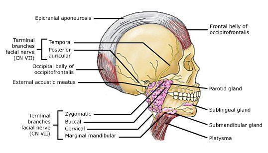 The C. reccomend Parotidectomy with facial nerve